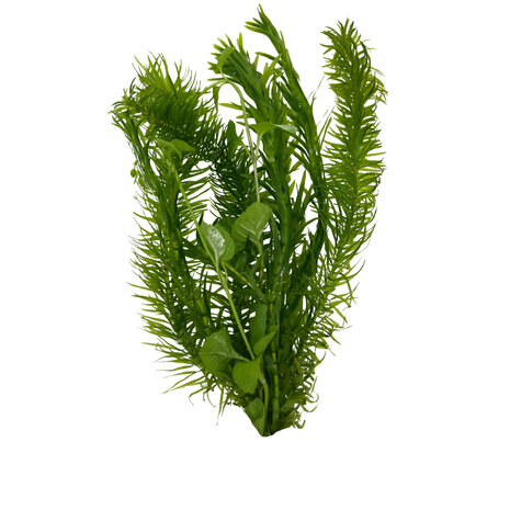 Wasserpflanze Combi-Busch Egeria + Lysimachia Wasserpflanze Combi-Busch Egeria + Lysimachia