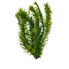 Wasserpflanze Combi-Busch Egeria + Lysimachia Wasserpflanze Combi-Busch Egeria + Lysimachia