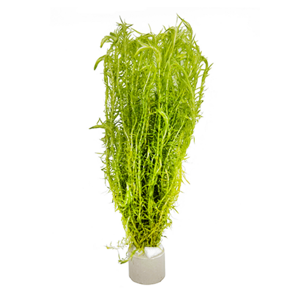 Wasserpflanze Mayaca Fluviatilis Wasserpflanze Mayaca Fluviatilis