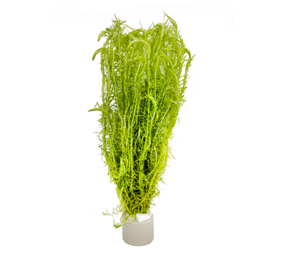 Wasserpflanze Mayaca Fluviatilis