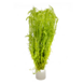 Wasserpflanze Mayaca Fluviatilis Wasserpflanze Mayaca Fluviatilis