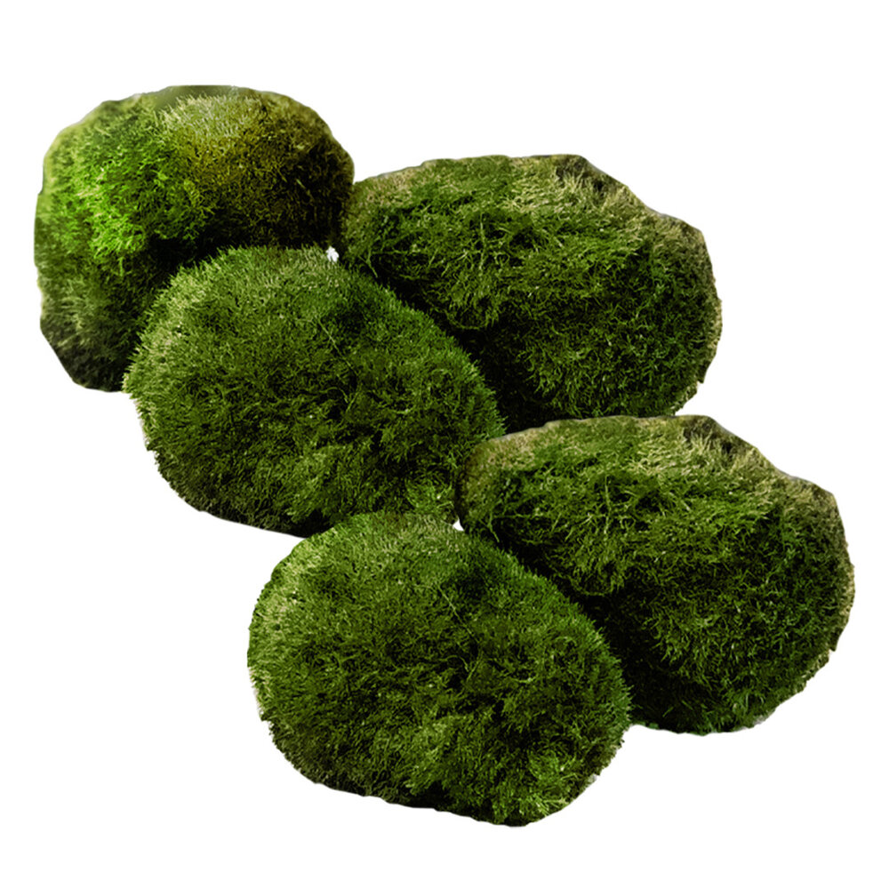 Wasserpflanze Moosball Chladoflora XXL 7-9cm 5x Wasserpflanze Moosball Chladoflora XXL 7-9cm 5x