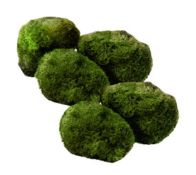 Wasserpflanze Moosball Chladoflora XXL 7-9cm 5x