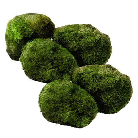 Wasserpflanze Moosball Chladoflora XXL 7-9cm 5x Wasserpflanze Moosball Chladoflora XXL 7-9cm 5x