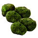 Wasserpflanze Moosball Chladoflora XXL 7-9cm 5x Wasserpflanze Moosball Chladoflora XXL 7-9cm 5x