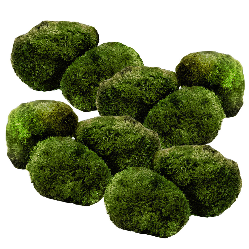 Waterplant Moosball Chladoflora XL 4-7cm 10x Waterplant Moosball Chladoflora XL 4-7cm 10x