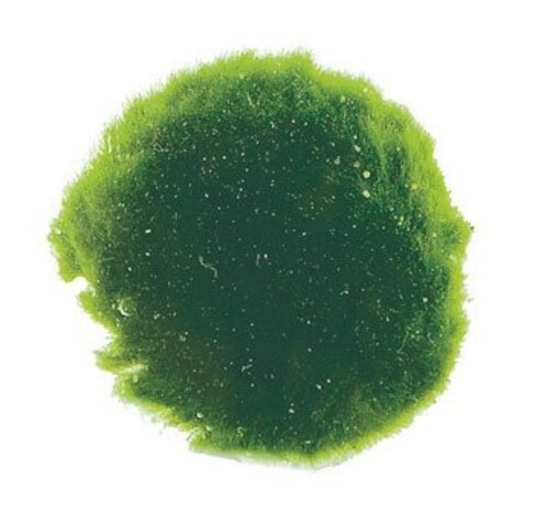 Wasserpflanze Moosball Chladoflora XXL 7-9cm 5x Wasserpflanze Moosball Chladoflora XXL 7-9cm 5x