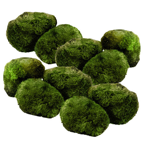 Waterplant Mosbol Chladoflora M 3-4cm 10x