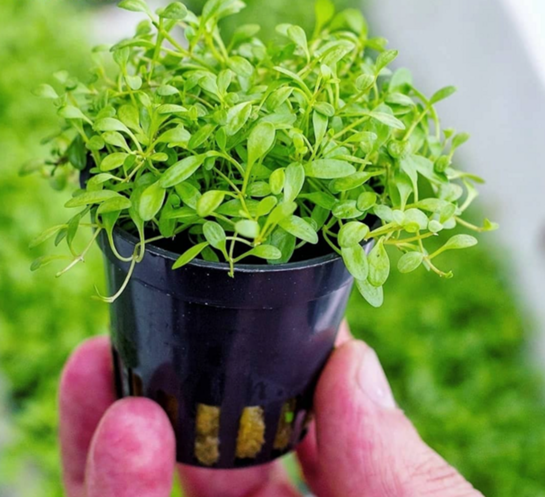 Waterplant Glossostigma Elatinoides