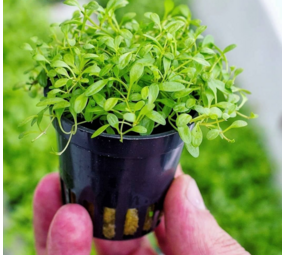 Waterplant Glossostigma Elatinoides Waterplant Glossostigma Elatinoides