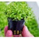 Wasserpflanze Glossostigma Elatinoides