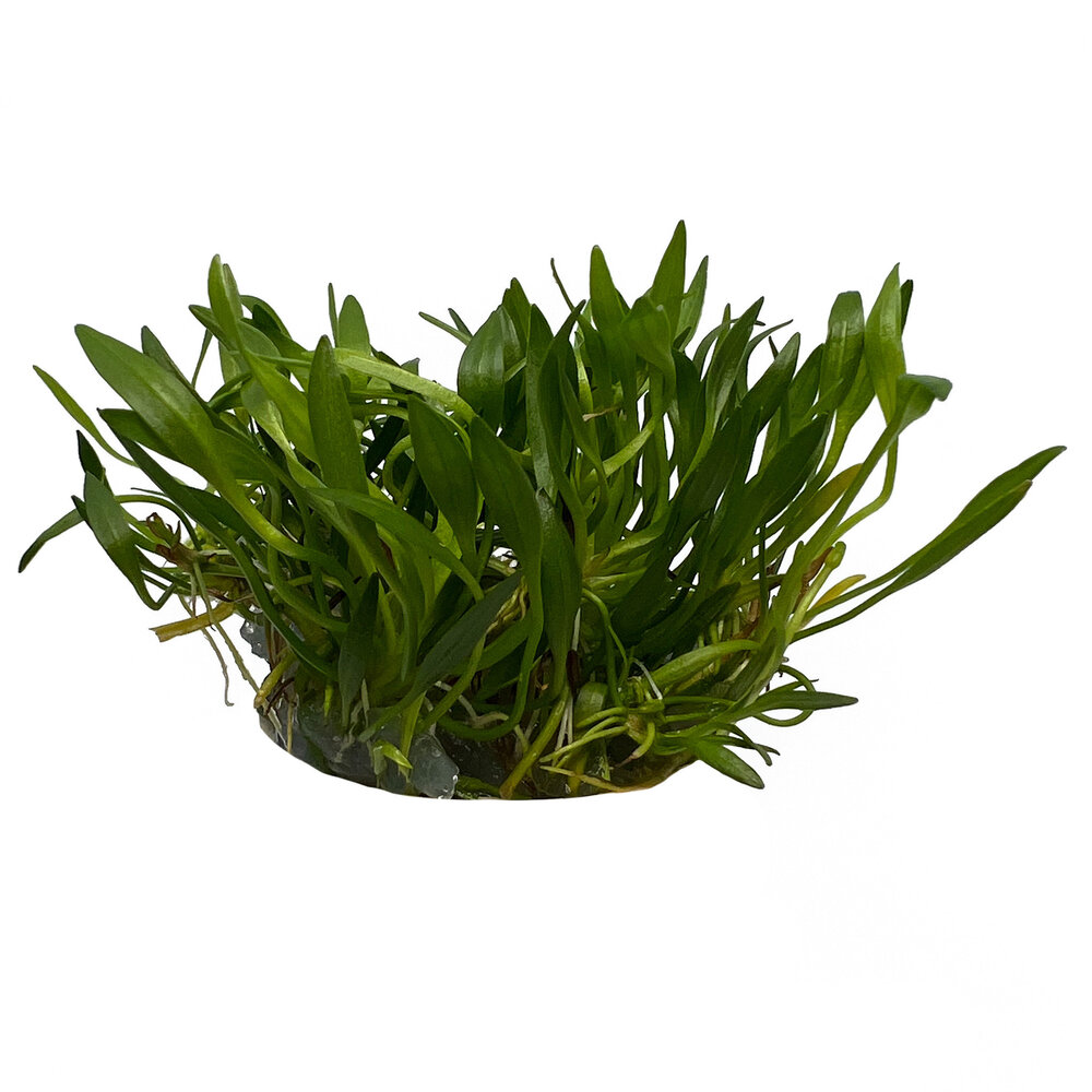 Wasserpflanze Helanthium tenellum 'Green' in-vitro Wasserpflanze Helanthium tenellum 'Green' in-vitro