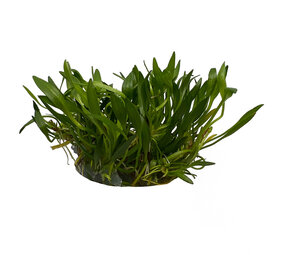 Wasserpflanze Helanthium tenellum 'Green' in-vitro