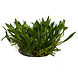 Wasserpflanze Helanthium tenellum 'Green' in-vitro Wasserpflanze Helanthium tenellum 'Green' in-vitro