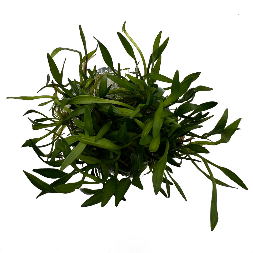 Waterplant Helanthium tenellum 'Green' in-vitro Waterplant Helanthium tenellum 'Green' in-vitro