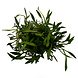 Wasserpflanze Helanthium tenellum 'Green' in-vitro Wasserpflanze Helanthium tenellum 'Green' in-vitro