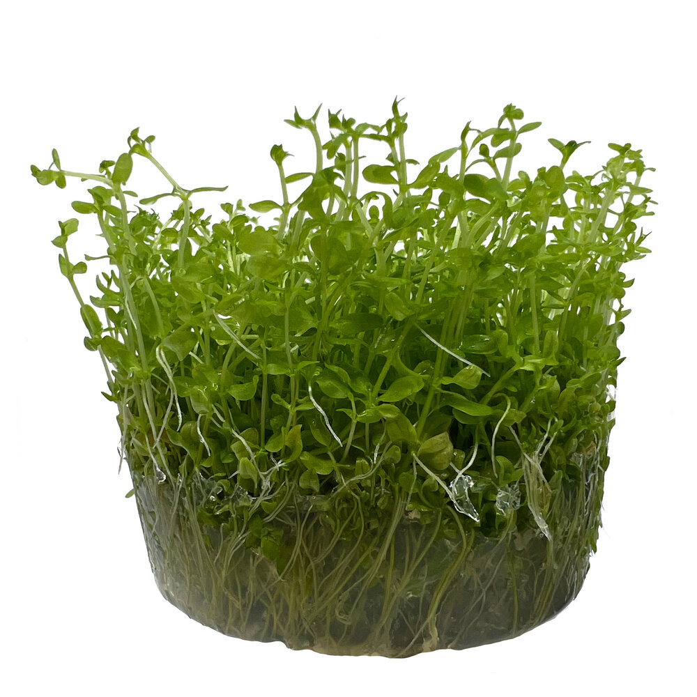 Wasserpflanze Micranthemum glomeratum in-vitro Wasserpflanze Micranthemum glomeratum in-vitro