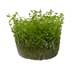 Wasserpflanze Micranthemum glomeratum in-vitro