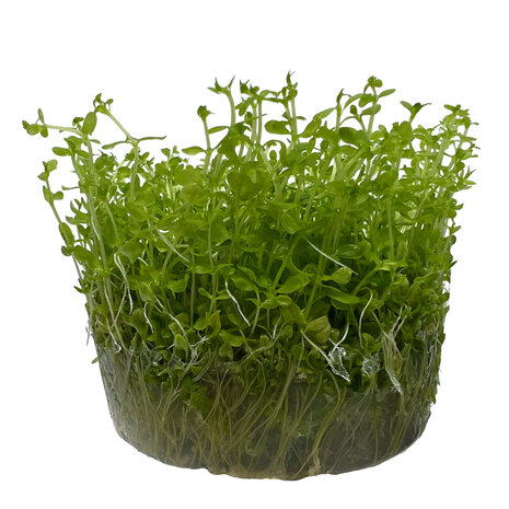 Waterplant Micranthemum glomeratum in-vitro