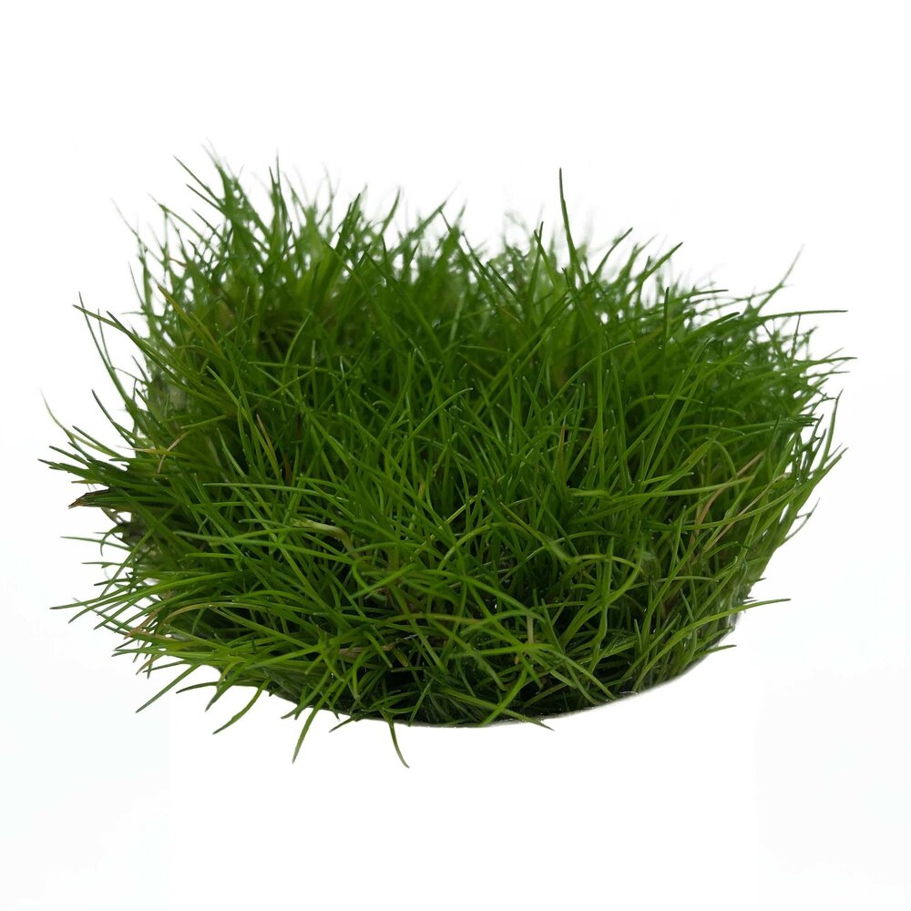 Waterplant Eleocharis parvula in-vitro