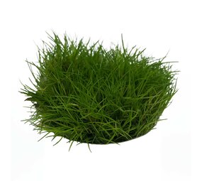 Waterplant Eleocharis parvula in-vitro