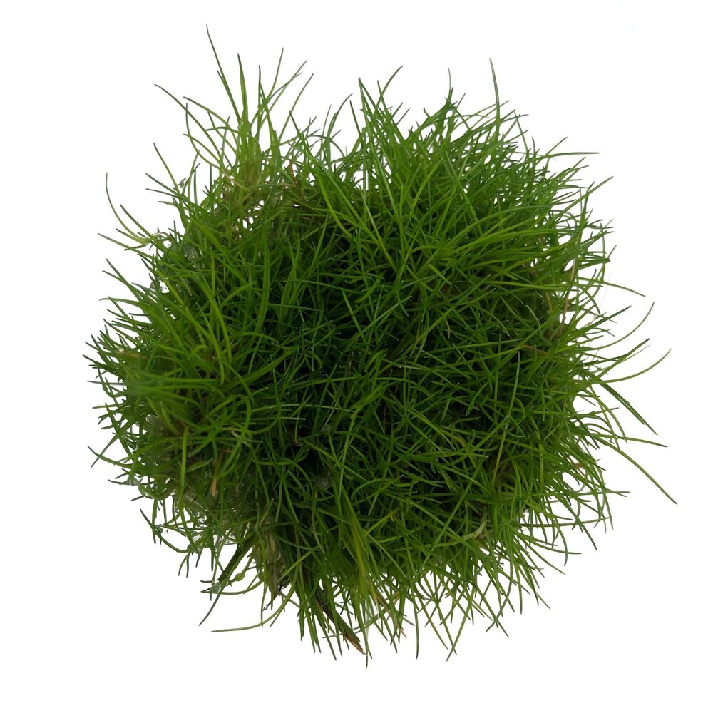 Waterplant Eleocharis parvula in-vitro