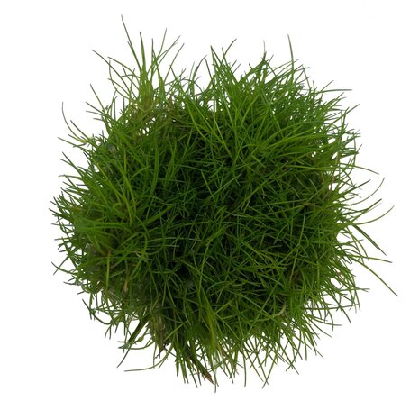 Waterplant Eleocharis parvula in-vitro