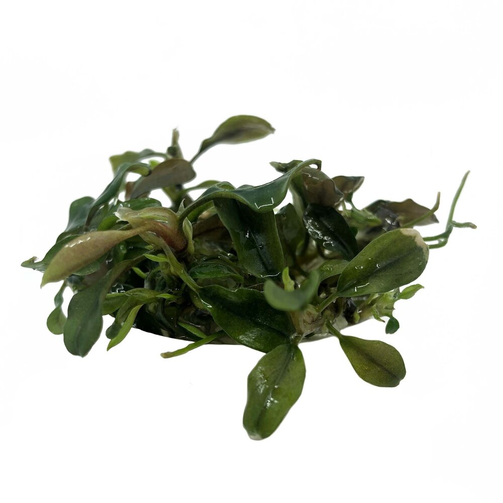 Wasserpflanze Bucephalandra brownie 'Purple' in-vitro Wasserpflanze Bucephalandra brownie 'Purple' in-vitro
