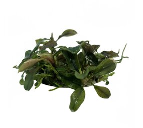 Waterplant Bucephalandra brownie 'Purple' in-vitro Waterplant Bucephalandra brownie 'Purple' in-vitro