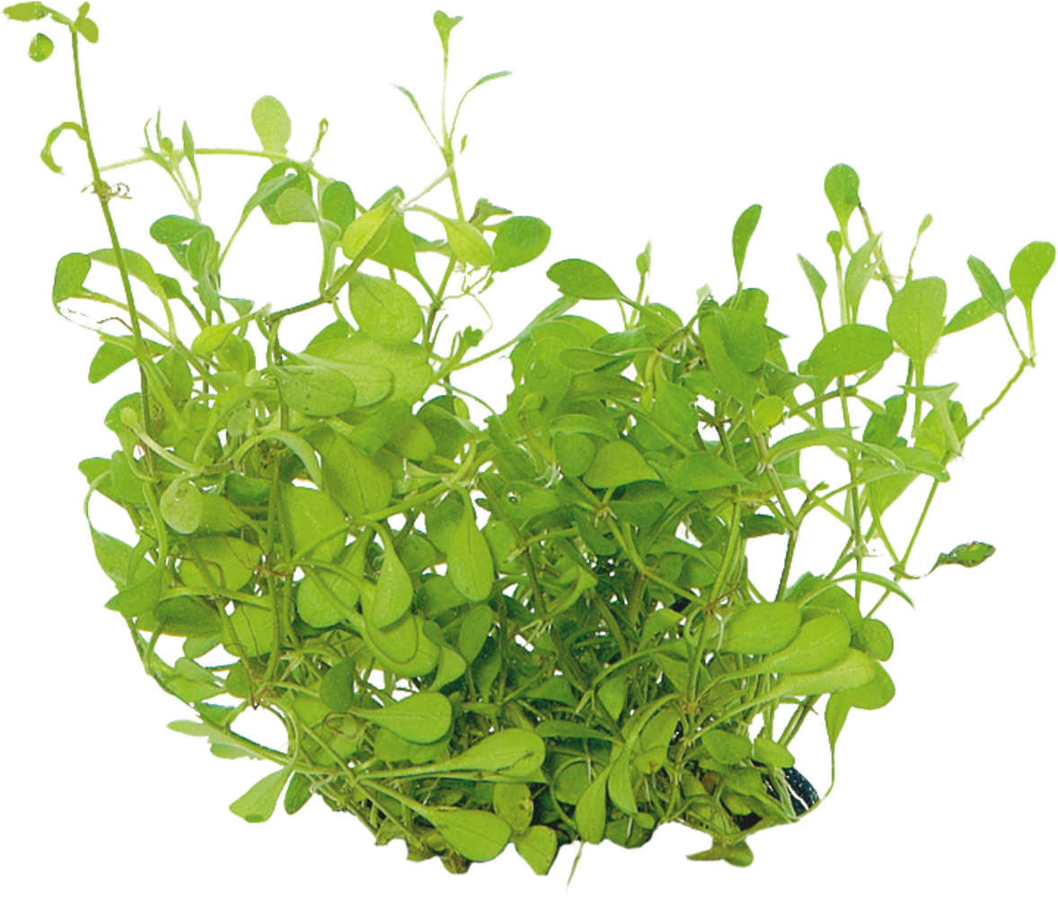 Wasserpflanze Glossostigma Elatinoides in-vitro Wasserpflanze Glossostigma Elatinoides in-vitro