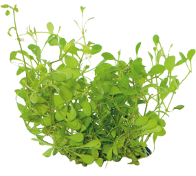 Wasserpflanze Glossostigma Elatinoides in-vitro