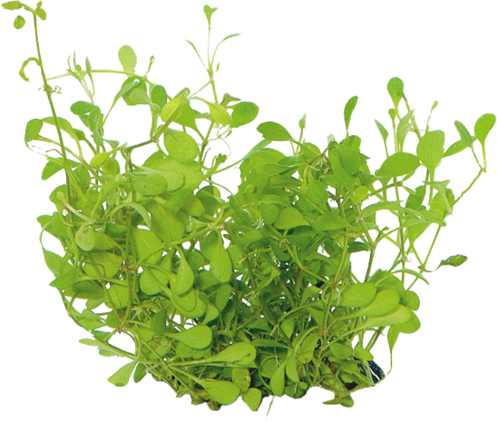Wasserpflanze Glossostigma Elatinoides in-vitro Wasserpflanze Glossostigma Elatinoides in-vitro