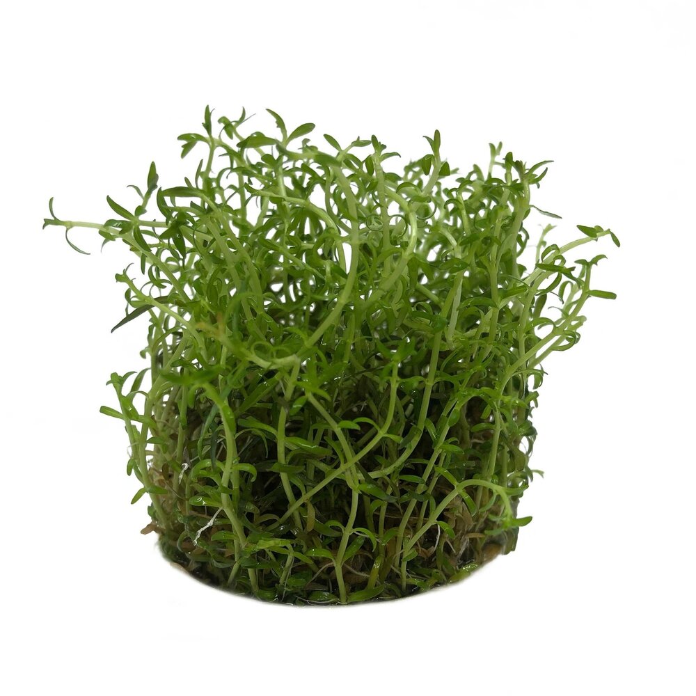 Wasserpflanze Ludwigia arcuata in-vitro