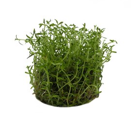 Wasserpflanze Ludwigia arcuata in-vitro