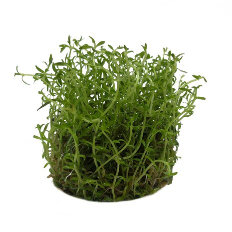 Wasserpflanze Ludwigia arcuata in-vitro