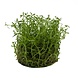 Wasserpflanze Ludwigia arcuata in-vitro