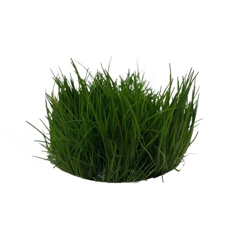 Waterplant Eleocharis acicularis in-vitro