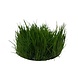 Wasserpflanze Eleocharis acicularis in-vitro Wasserpflanze Eleocharis acicularis in-vitro