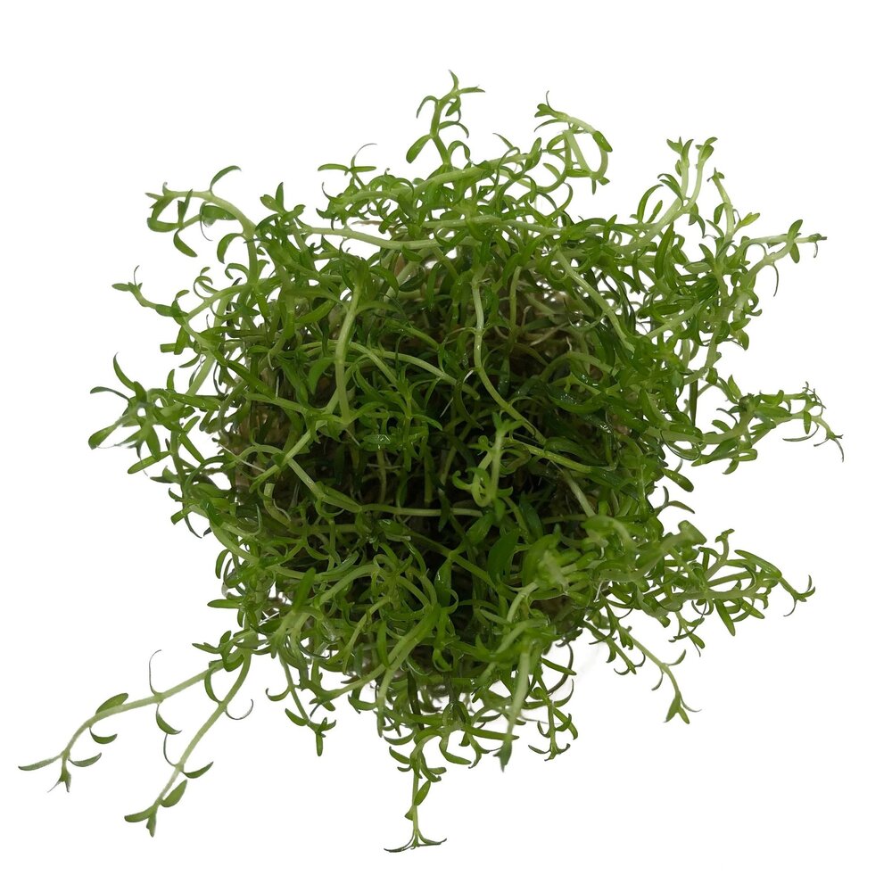 Wasserpflanze Ludwigia arcuata in-vitro