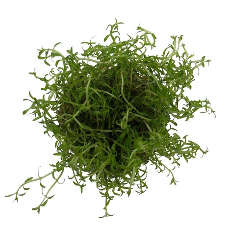 Wasserpflanze Ludwigia arcuata in-vitro