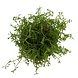 Wasserpflanze Ludwigia arcuata in-vitro
