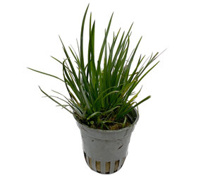 Wasserpflanze Acorus gramineus var. Pusillus 5 cm im Topf