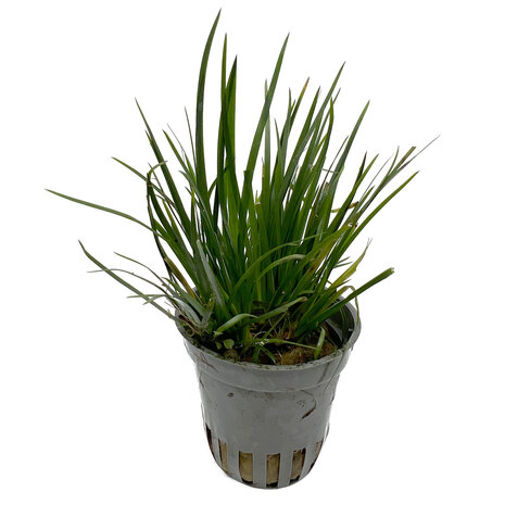 Waterplant Acorus gramineus var. Pusillus 5 cm im Topf Waterplant Acorus gramineus var. Pusillus 5 cm im Topf