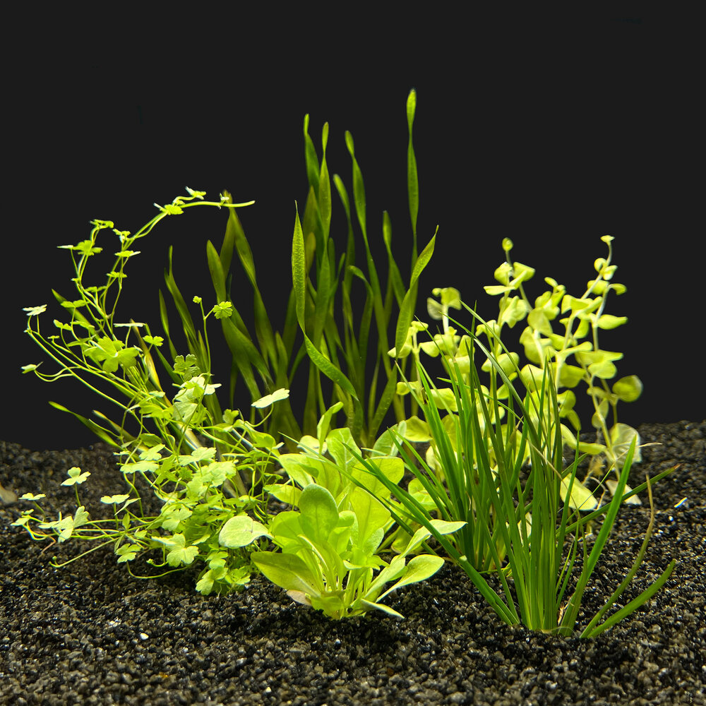 AquastoreXL Energie sparen Pflanzenpaket Aquarium