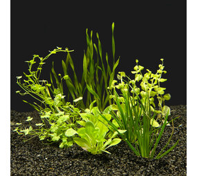 AquastoreXL Energie sparen Pflanzenpaket Aquarium AquastoreXL Energie sparen Pflanzenpaket Aquarium