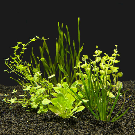 AquastoreXL Energie sparen Pflanzenpaket Aquarium