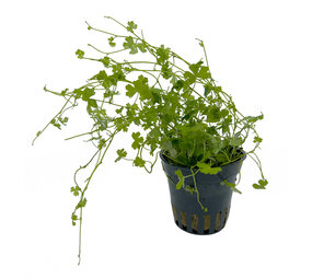 Waterplant Hydrocotyle tripartita 5 cm im Topf