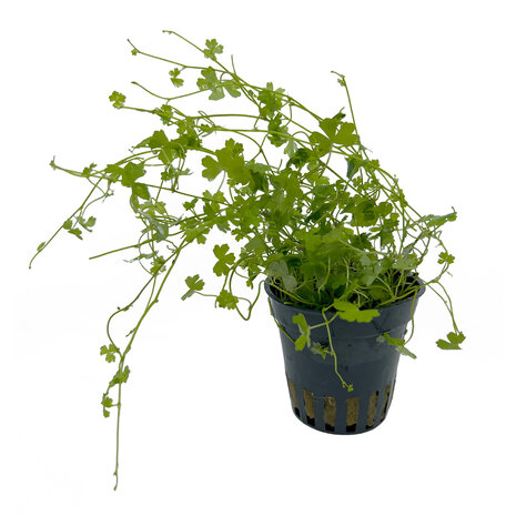 Wasserpflanze Hydrocotyle tripartita 5 cm im Topf Wasserpflanze Hydrocotyle tripartita 5 cm im Topf