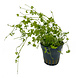 Wasserpflanze Hydrocotyle tripartita 5 cm im Topf Wasserpflanze Hydrocotyle tripartita 5 cm im Topf