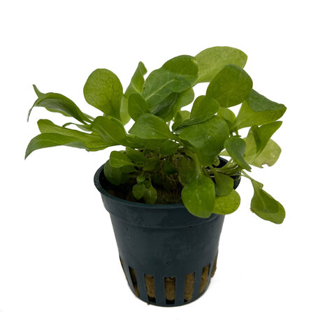 AquastoreXL Energie sparen Pflanzenpaket Aquarium